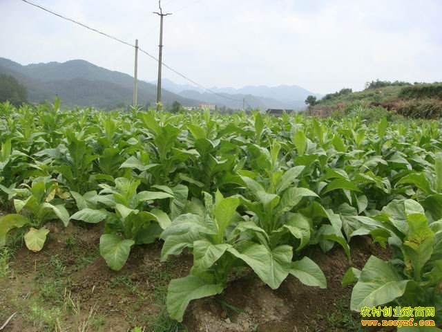 ������ˮ�Ƽ�����Ҷ������ũǮ����