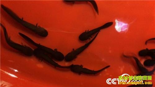 �������͵�������׬Ǯ