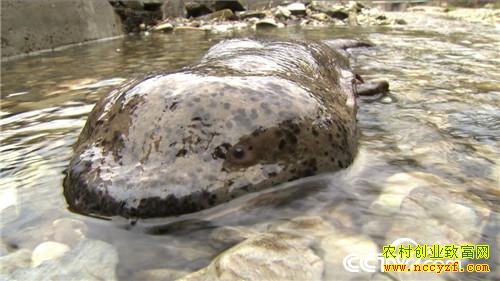 �������͵�������׬Ǯ