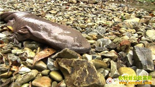 �������͵�������׬Ǯ