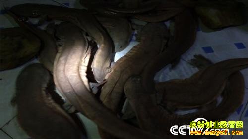 �������͵�������׬Ǯ