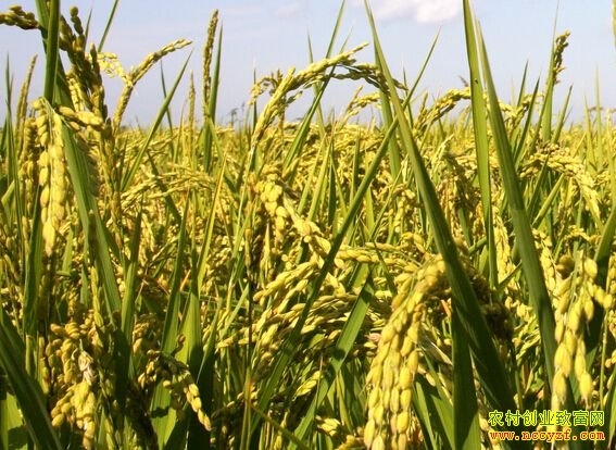 ɽ�����ش�ѧ����ٽ������������ˮ�������¸�