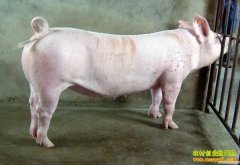 �������Žں����۸������¸� ��ͷ����׬500Ԫ