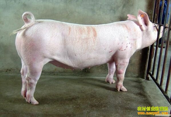 �����۸�