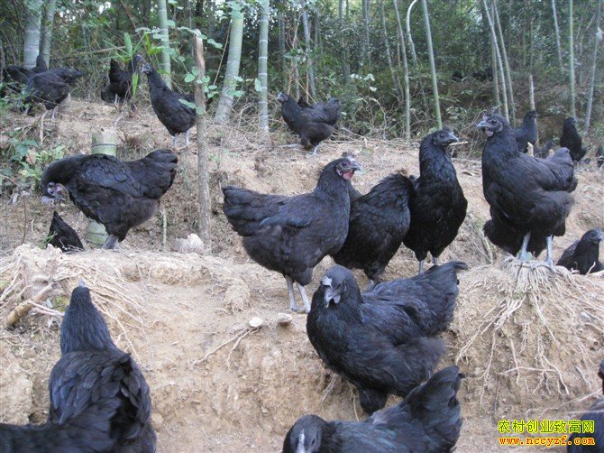 �̿ǵ���ͼƬ