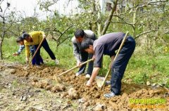 ���Ϸ��ǲ�������԰���ֻ�������Ч�淭��