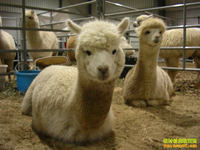 ������ֳ��ͼƬ