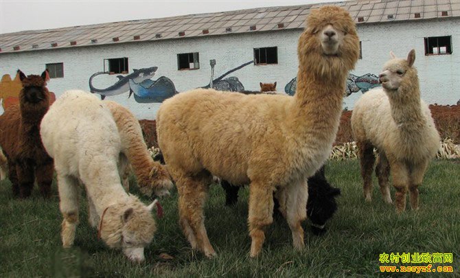 ������ֳǰ��