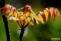 ����̫���㴻ѿ��ҵ����ֲ��ũ�����¸�·