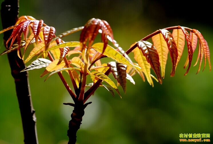 ����̫���㴻ѿ��ũ�����¸�·