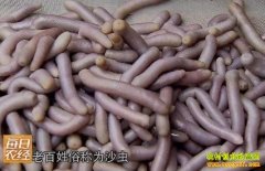 [ÿ��ũ��]��ɳ��׬Ǯ��ɳ���ѿ�������