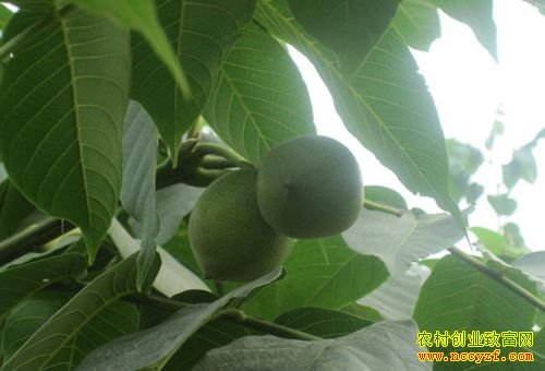 �ӱ������غ�������ֲ����������¸�·