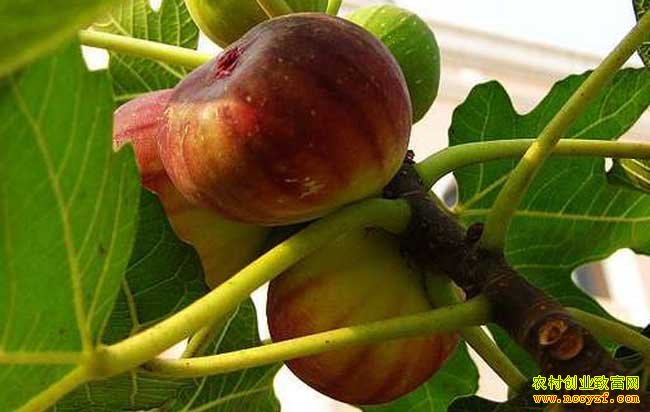 �����ϴ�ƶ������ֲ�޻���Ķ����2��Ԫ