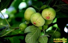 重庆南川贫困户种植无花果亩利润2万元