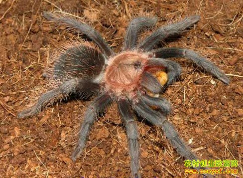 ������ͼƬ