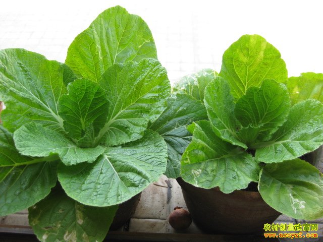 ����ǰ���س¶����ײ˵���������