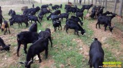 ������ˮ�س¶�ϼ�Ӷ���ˮ���õ������¸���