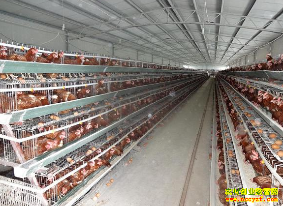 ɽ��������ʢïƷ������׬����Ԫ