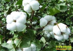 2016���޻��۸�Ԥ��