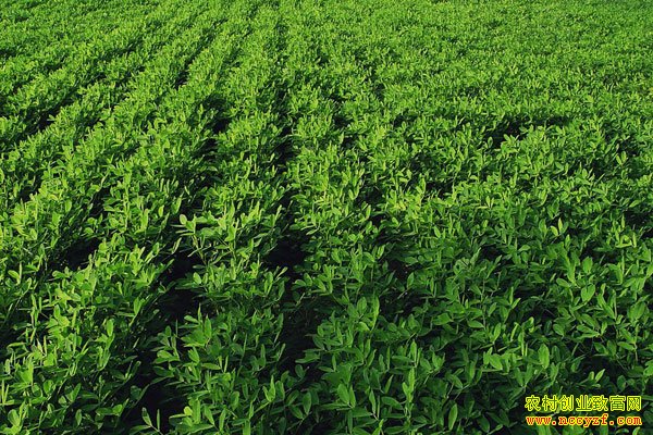 �ֻ���׬Ǯ��