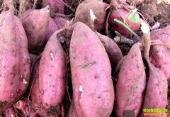 2016��������������Ϳ��۸����Ƽ���ֲǰ������