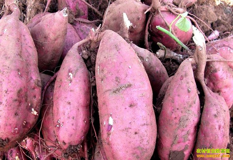 �ֺ���׬Ǯ��