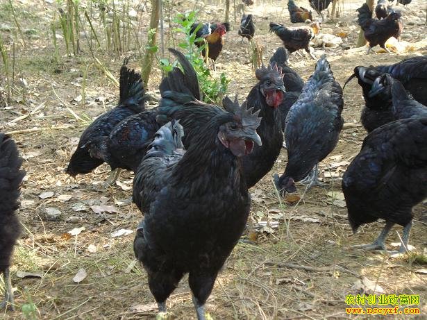 [ÿ��ũ��]���ߺڼ����ɡ�������