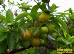 ��μӹ����ӣ�������ӹ�����Ҫ��