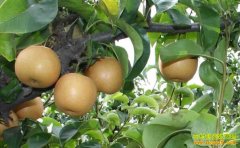 ��۸��µ�����ǧ�� ����������׬Ǯ��