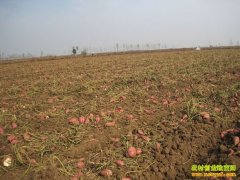 ������ɽ���Ѷ������ҵ��ũ��