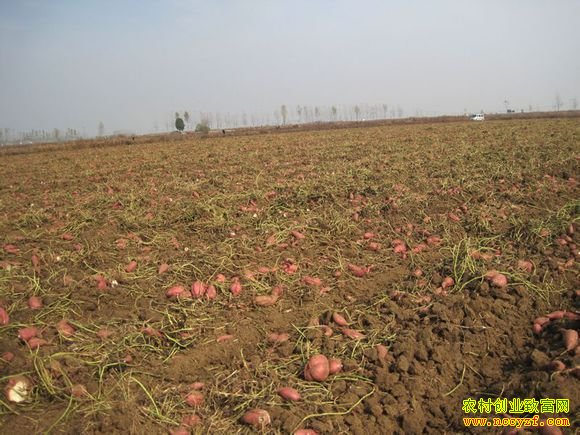 ������ɽ���Ѷ������ҵ��ũ��