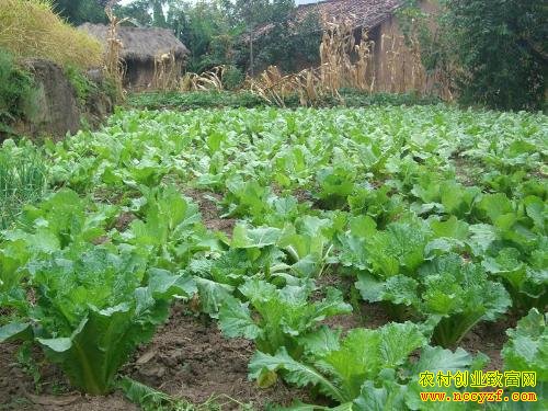 ɽ��������ũ���������΢��Ⱥ����ѧ�ֲ�