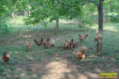 ������ɽ��553����̬��ֳģʽЧ������