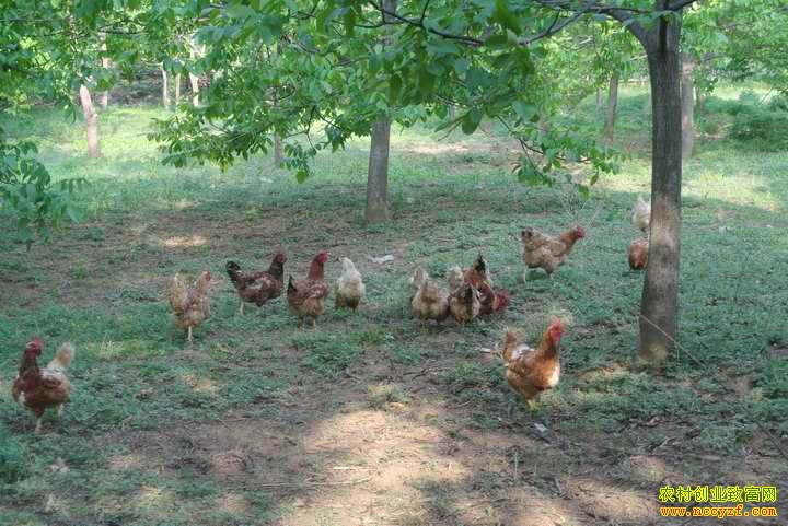 ������ɽ��553����̬��ֳģʽЧ������