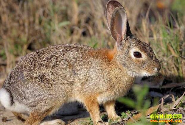 ɽ��ũ����ֳʲô��׬Ǯ