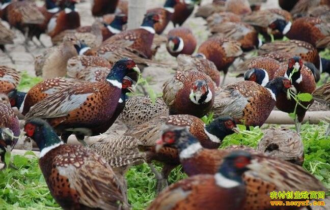 ɽ��ũ����ֳʲô��׬Ǯ