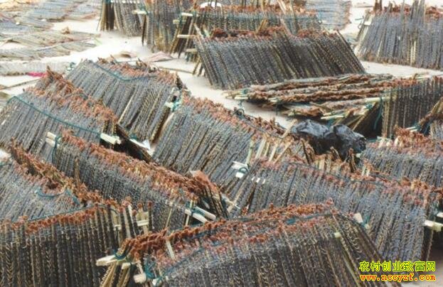 ɽ��ũ����ֳʲô��׬Ǯ