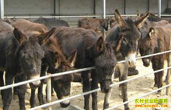 ɽ��ũ����ֳʲô��׬Ǯ