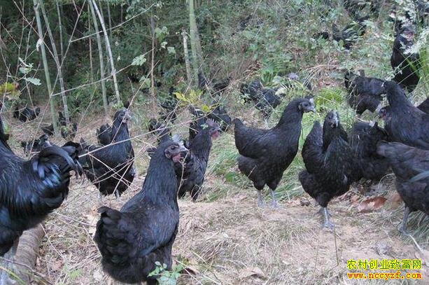 ɽ��ũ����ֳʲô��׬Ǯ