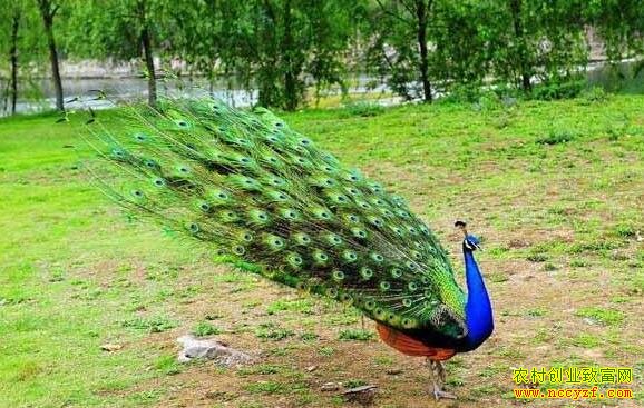 ɽ��ũ����ֳʲô��׬Ǯ