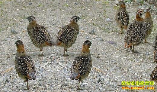 Ͷ����ɫ��ֳ��Ŀũ���¸��С�Ǯ��;