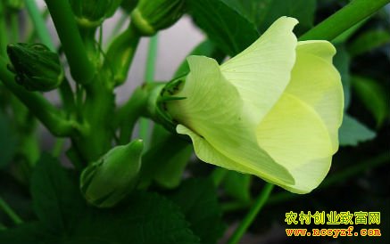 ������ֲ�����