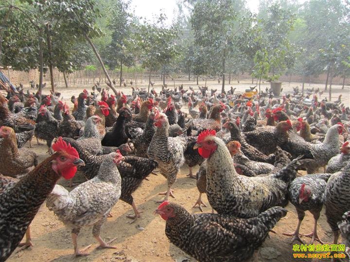 �����綫��ɳ�س�«���������á�Ǯ����