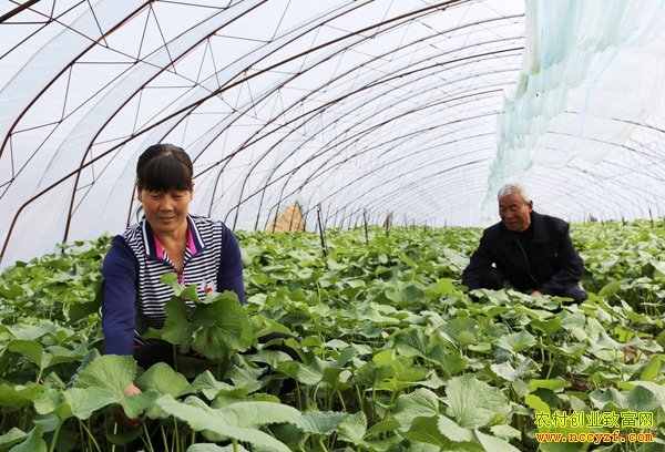 ɽ������80���ũ��С��10��ƽ�״�����Ұ��