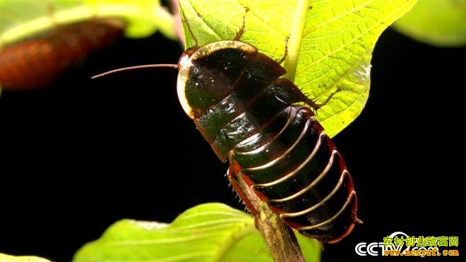 [��ɫʱ��]�����ֱ��ص˿�����������������¸�