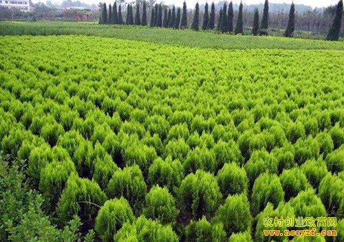 ��������ľ׬Ǯ��2016����ľ�۸����Ʒ���