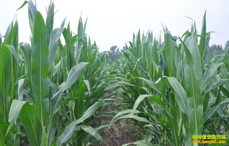 [ũ�����]�����׸߲����༼��