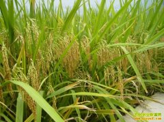 ����Ʒ�ֶ� �����ѡˮ�����ӣ�