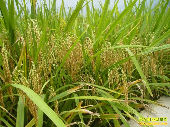 �������ݵ���̨¢������Ƶ������Ʒ�ֶ� �����ѡ��