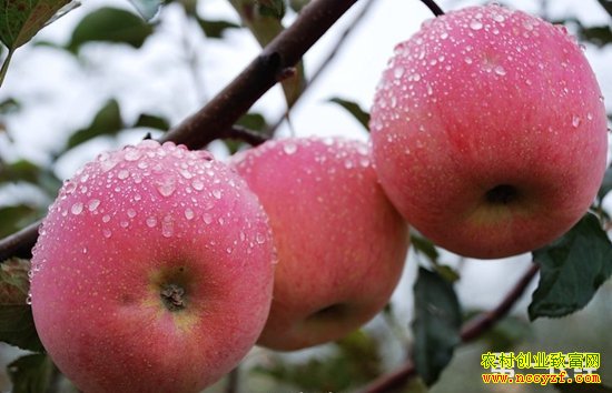 ÉÂÎ÷¸»ÏØ£ºÅ©´åµçÉÌ ´øÈºÖÚÖ¸»